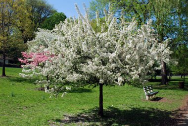 Park sokakta beyaz çiçeklerile güzel çiçeklenme ağacı