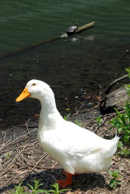 Gölette ördek kuşu, doğal bir yer.