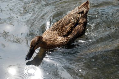 Gölette ördek kuşu, doğal bir yer.