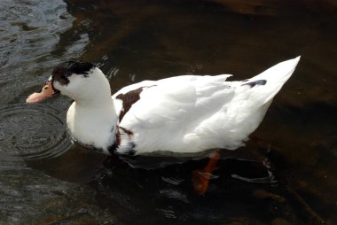 Gölette ördek kuşu, doğal bir yer.