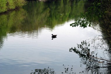 Gölette ördek kuşu, doğal bir yer.