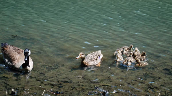 Eenden Eendjes Het Meer Tijdens Zonnige Dag — Stockfoto