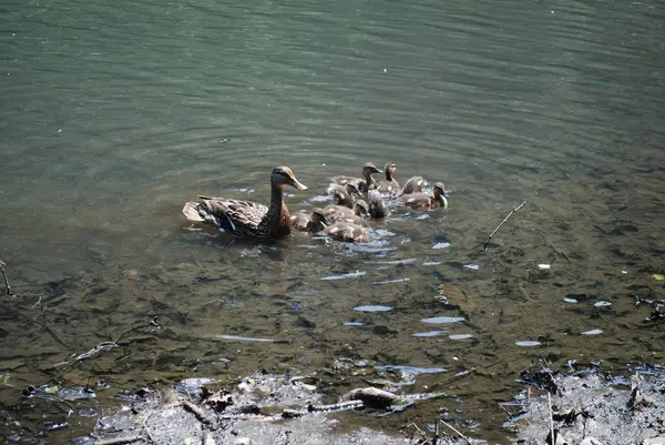 Pato Patitos Lago Durante Día Soleado —  Fotos de Stock