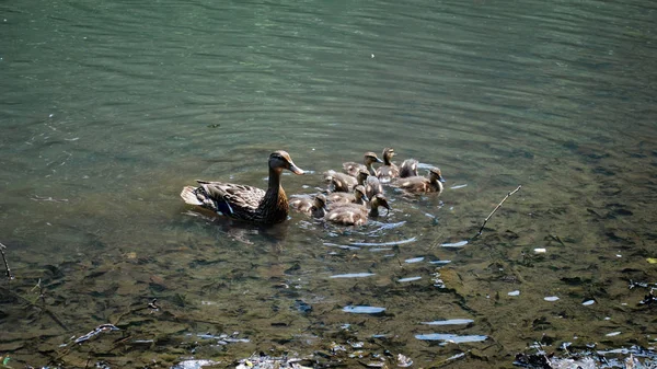 Pato Patitos Lago Durante Día Soleado —  Fotos de Stock