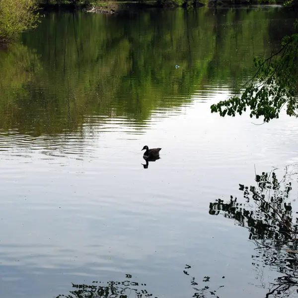 Canard Oiseau Étang Lieu Naturel — Photo