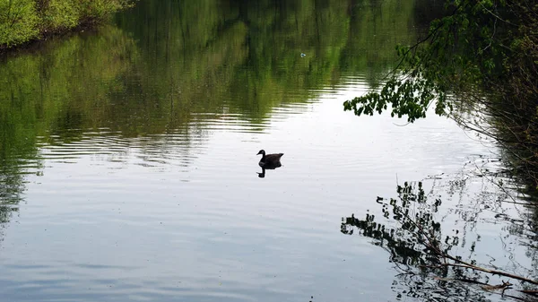 Duck bird at pond, natural place.