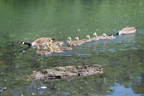 Pequeños Goslings Con Gansos Orilla Del Lago — Foto de Stock