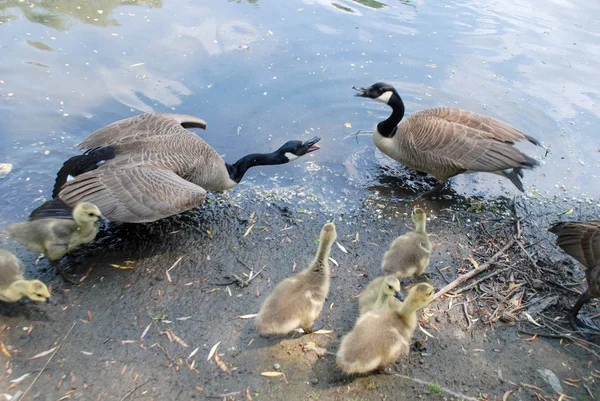 Kleine Goslings Met Ganzen Aan Oever Van Het Meer — Stockfoto