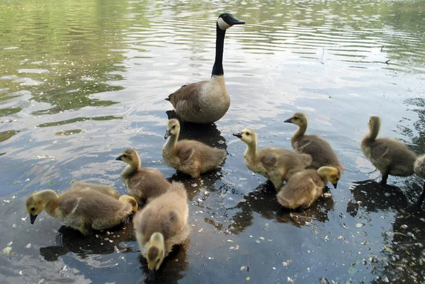 Kleine Goslings Met Ganzen Aan Oever Van Het Meer — Stockfoto