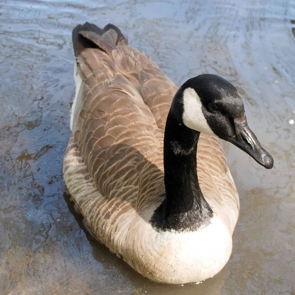 Duck Bird Pond Natural Place Stock Picture