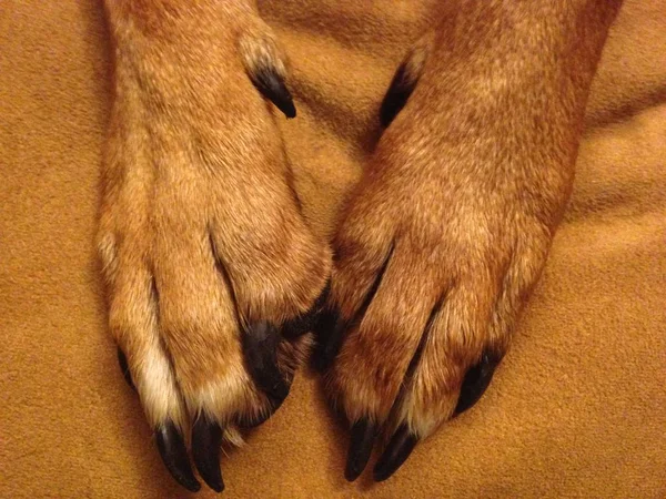 Cropped view of dog on brown blanket, animal paws.