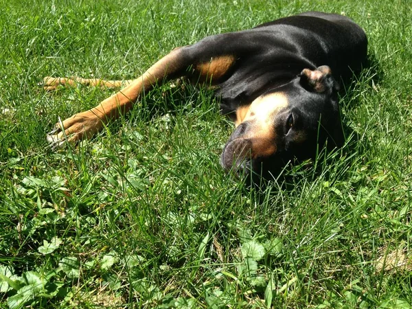 Funny black dog on green summer meadow