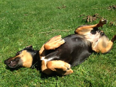 Yeşil yaz çayır üzerinde Komik siyah köpek