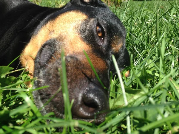 Cão Preto Engraçado Prado Verão Verde — Fotografia de Stock