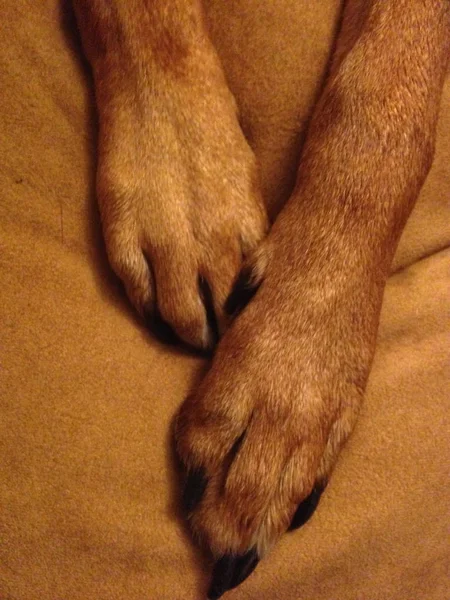 Cropped view of dog on brown blanket, animal paws.