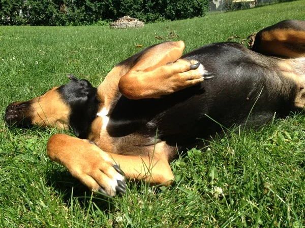 Смешная Чёрная Собака Зелёном Летнем Лугу — стоковое фото
