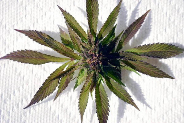 Anbau von Marihuana und Cannabispflanzen — Stockfoto