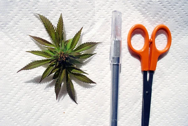 ナプキンに針とはさみを持つマリファナ植物 — ストック写真