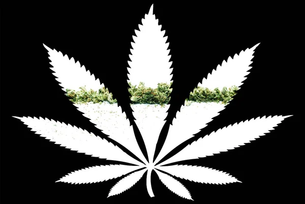 Marihuana Blad Silhouet Zwarte Achtergrond — Stockfoto