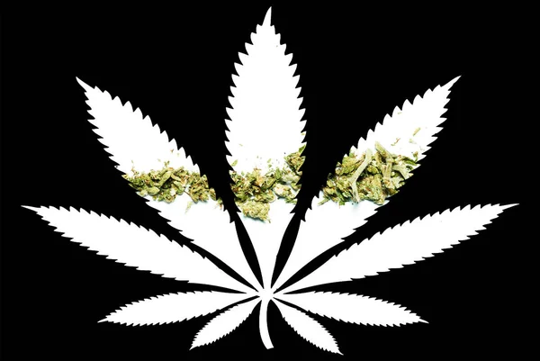 Siluetou Marihuany Černém Pozadí — Stock fotografie