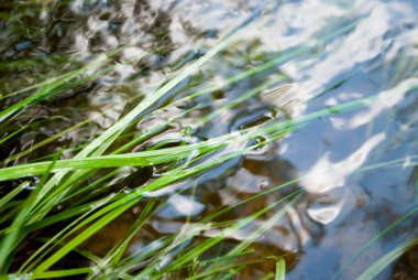 Yeşil otile akarsu suyu