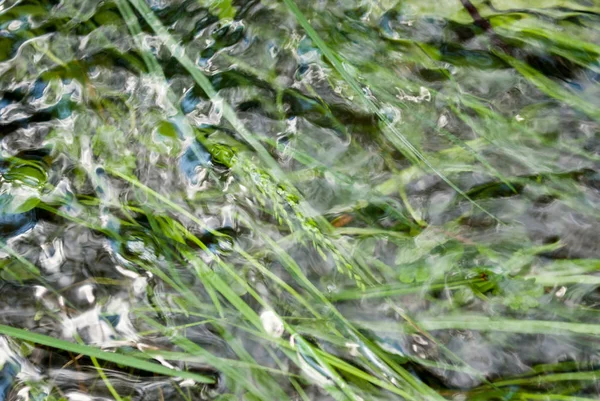 Água Corrente Com Grama Verde — Fotografia de Stock