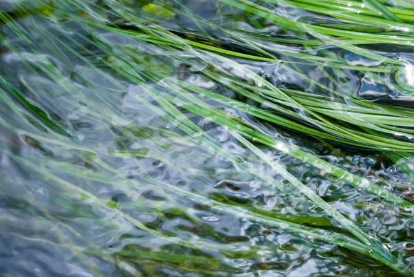 Bachwasser Mit Grünem Gras — Stockfoto