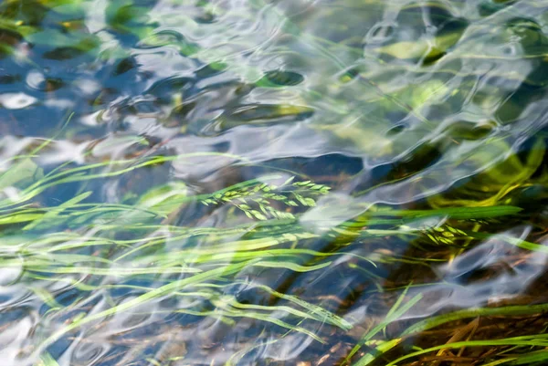 Água Corrente Com Grama Verde — Fotografia de Stock