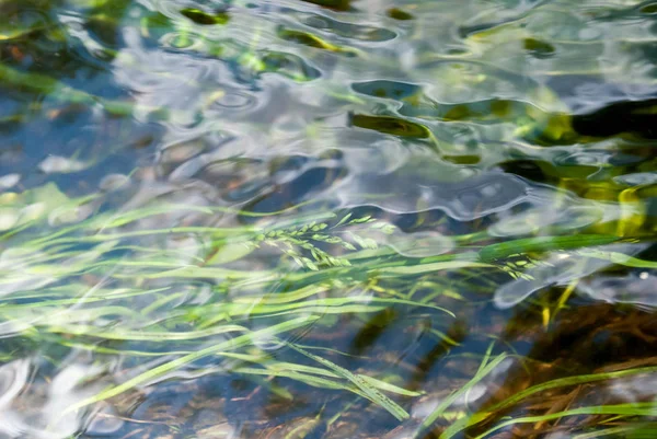 Strömma Vatten Med Grönt Gräs — Stockfoto