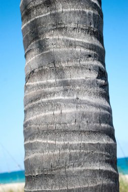 Hasarlı palmiye ağacı gövdesi 