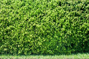 Bahar çim üzerinde yeşil çalı