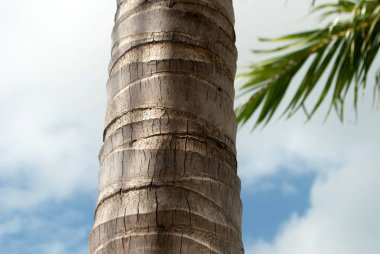 Mavi gökyüzü olan palmiye ağacı