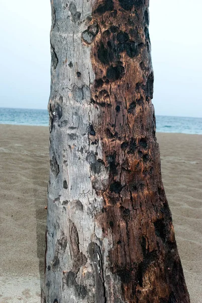 Поврежденный Ствол Пальмы — стоковое фото