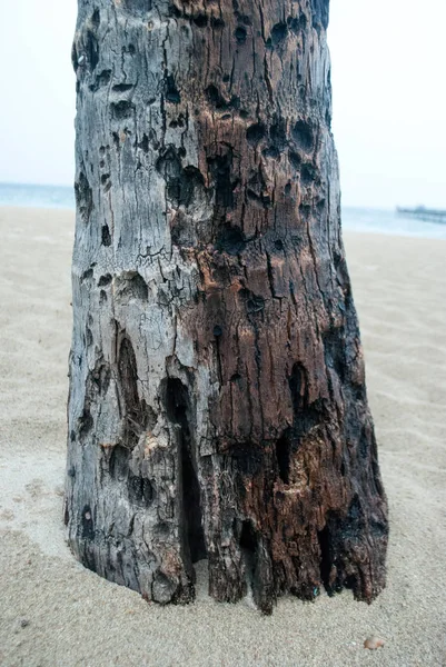 破損したヤシの木の幹 — ストック写真