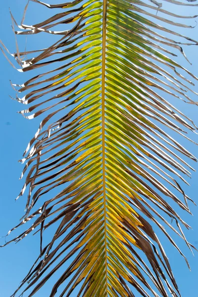 Mavi Gökyüzü Arka Plan Üzerinde Dokulu Yeşil Sarı Palmiye Ağacı — Stok fotoğraf