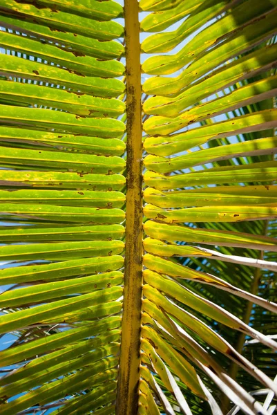 Oříznuté Zobrazení Texturované Zeleně Žluté Listy Palmových Stromů Pozadí Modrou — Stock fotografie