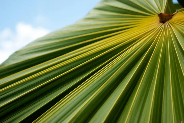 Dokulu Yeşil Sarı Palmiye Ağacı Yaprağı Kırpılmış Görünümü — Stok fotoğraf