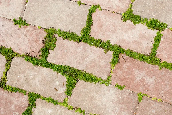 Parede Tijolos Fundo Com Grama Verde Crescente — Fotografia de Stock