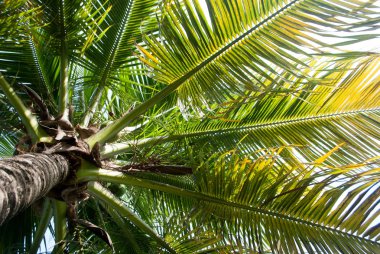 Palmiye ağacının alt görünümü