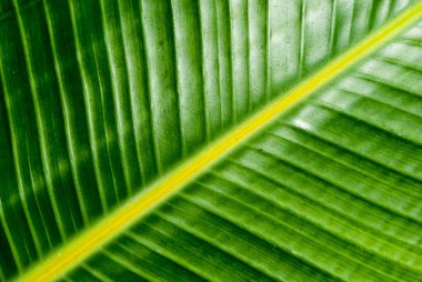 Dokulu yeşil ve sarı palmiye yaprağı