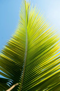 Mavi gökyüzü arka plan ile yeşil ve sarı palmiye ağacı yaprağı