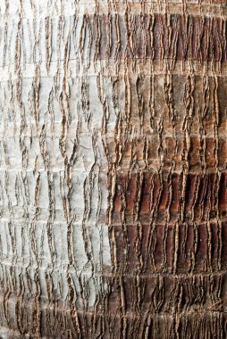 Dokulu ağaç gövdesi, kırpılmış görünüm.