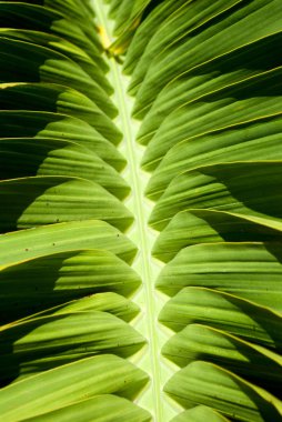 Güçlü gölge ile yeşil palmiye ağacı yaprağı