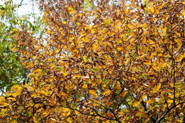 Parlak sarı sonbahar yaprakları