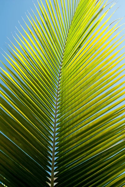 Folha Palmeira Verde Amarela Com Fundo Azul Céu — Fotografia de Stock