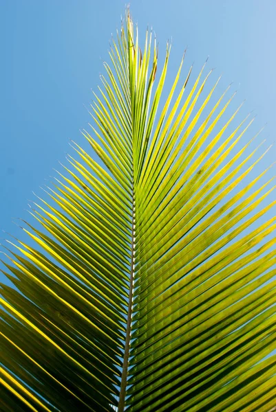 Green and yellow palm tree leaf with blue sky background