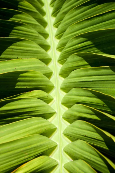 Güçlü Gölge Ile Yeşil Palmiye Ağacı Yaprağı — Stok fotoğraf