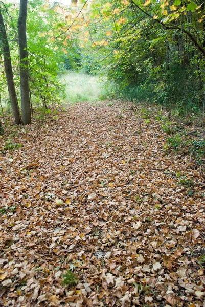 Footpath in green forest with dried leaves on ground.