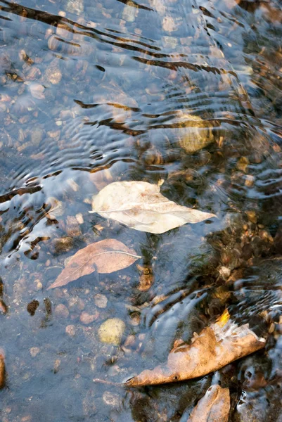 Wasser Mit Felsen Und Getrockneten Blättern — Stockfoto