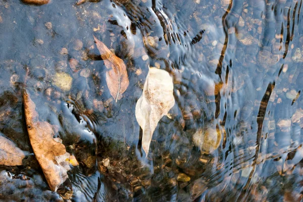 Wasser Mit Felsen Und Getrockneten Blättern — Stockfoto